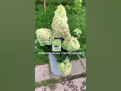 Гортензия метельчатая пандора фото