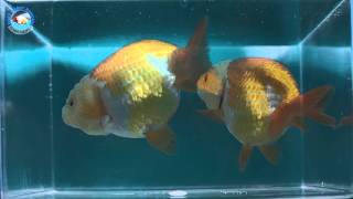 SOLD | Ranchu Goldfish for Sale *FB1410