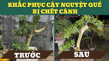 Cách Xử Lý Cây Nguyệt Quế Khi Bị Chết Cành #nguyệtquế