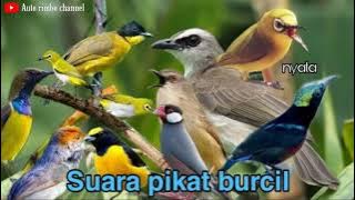 SUARA PIKAT JENIS BURUNG KECIL JITU.#auto rimbo channel. sudah ampuh 🐦🕊️🕊️