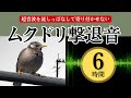 ムクドリ撃退音(6時間)。ムクドリが嫌いな超音波を再生