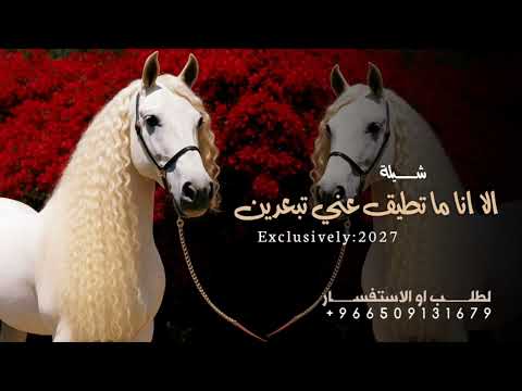 شيلة : الا انا ما تطيق عني تبعدين ( حصرياً ) 2026 