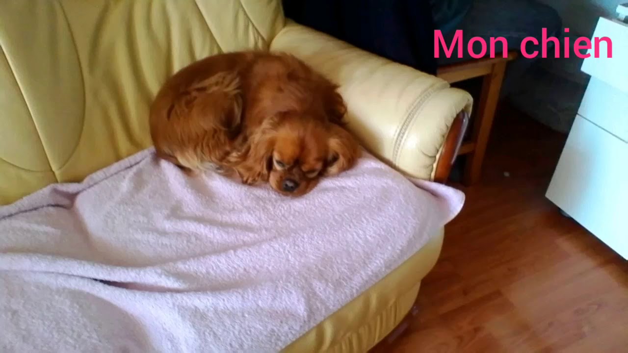 Mon chien d'amour - YouTube