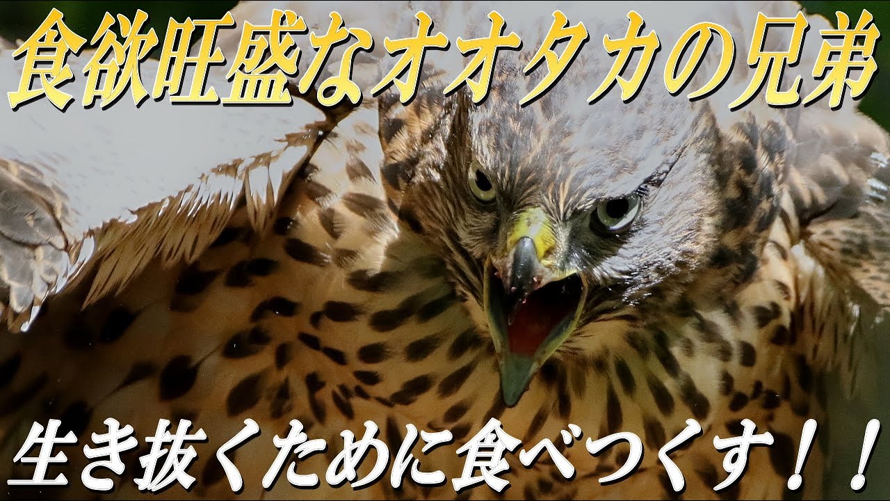生態系の頂点に立つオオタカ】生き抜くために餌を食べつくす幼鳥を至近