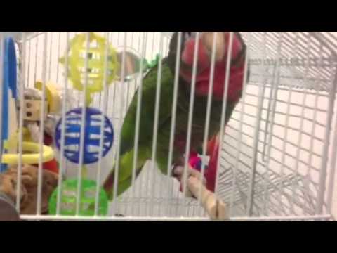 Coti ,Cuban amazon parrot making strange noise Coti ,Cuban amazon parrot making strange noise