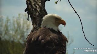 Decorah Eagles 5-5-19, 2:10 pm Mom and DM2 closeups, family portraits