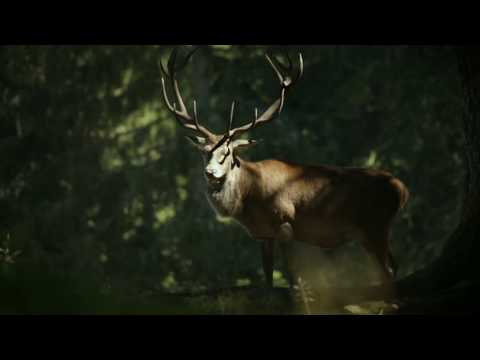 Paul Cardall - Out of The Ashes (Peaceful Piano)