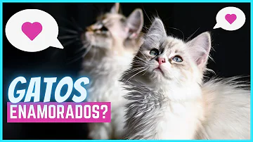 ¿Pueden los gatos enamorarse de ti?