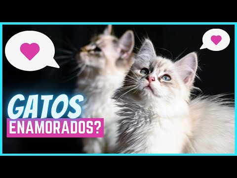 Video: Amor de gato: ¿Los gatos realmente aman?