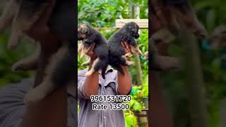 German shepherd male puppy available in kerala @ vichu poochakkal