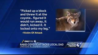 Rabid coyote attacks local dad walking with daughters