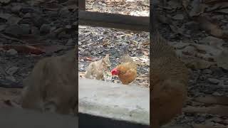 Cat and Chicken Share Adorable Friendship