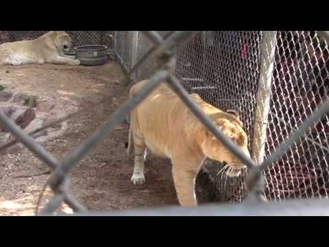 Watch ligers use a motion activated water feature built by Fort Payne Middle School Robotics Team