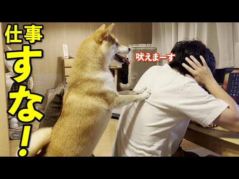 【かわいい】仕事中のパパにとにかくかまってほしい柴犬