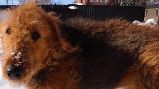 Airedale Terrier Dog Playing In Snow