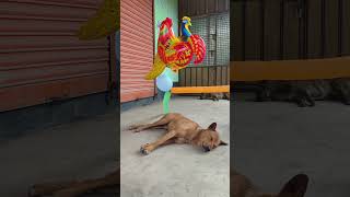 Funny dog video #trending #funny #comedy #dog #shortvideo #shorts #foryou