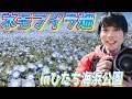 【全カメラマンの憧れ】念願の！！！国営ひたち海浜公園のネモフィラ畑！【蒼の世界】