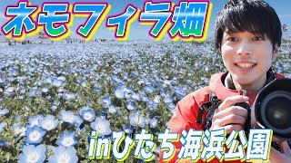 国営ひたち海浜公園のネモフィラ畑に撮影に行った気持ちになれる動画