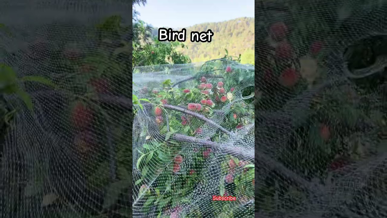 Bird net to protect fruits| jammuand kashmir w