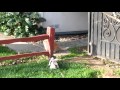 Pepper the shih tzu yorkie mix playing with a cat