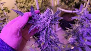 Week 8, steady as they grow with Nakedfarmer420