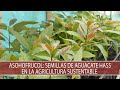 Asohofrucol: Semillas de aguacate hass en la agricultura sustentable - TvAgro por Juan Gonzalo Angel