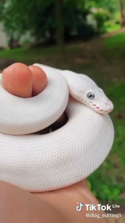 Animals tiktok chelenga #tiktok