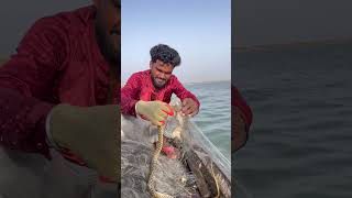 Snake #fishing #shorts #vlog