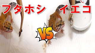 フタホシコオロギとイエコの違い【爬虫類や両生類の餌】