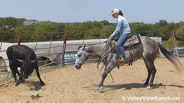 Play Star - bridleless working cows! - ValleyViewRanch.net