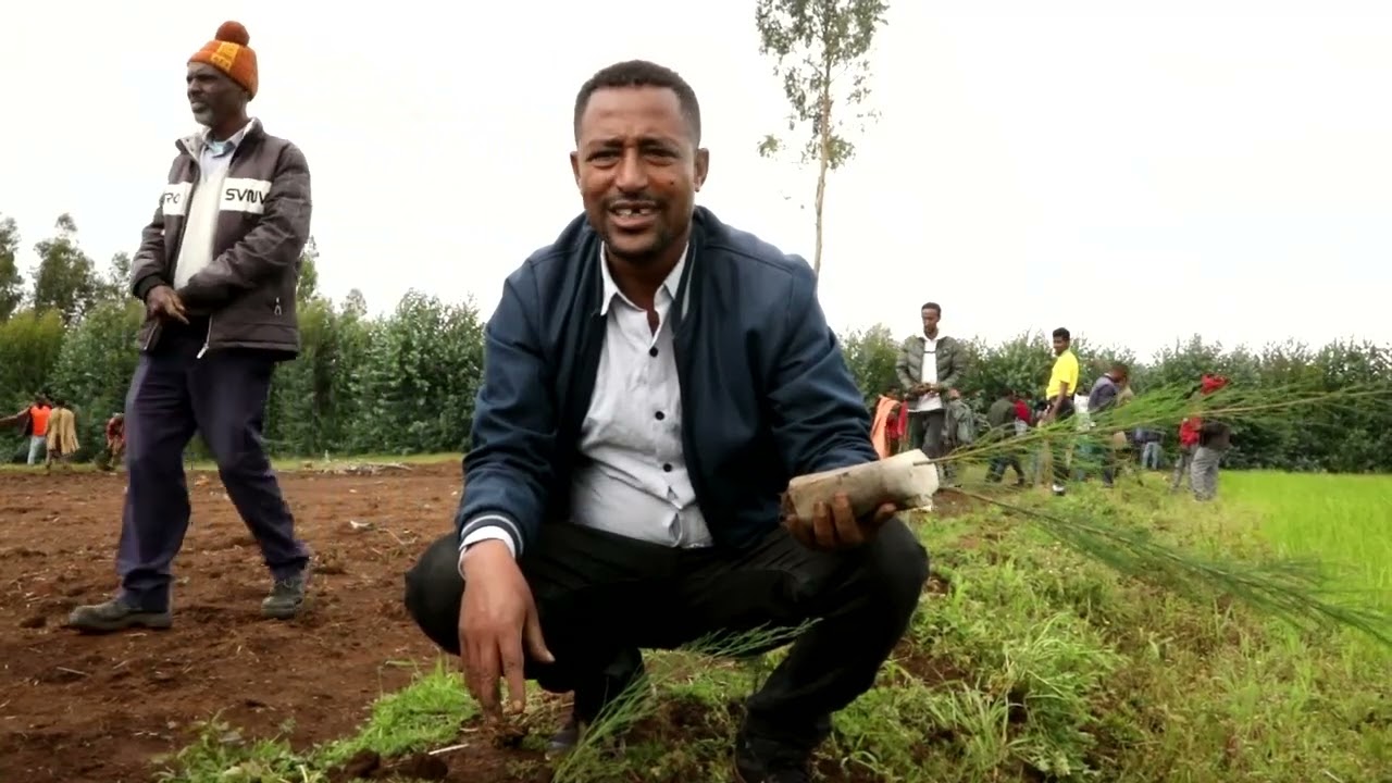 የአረንጓዴ አሻራ ችግኝ ተከላ 2015