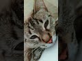 Котик мой ❤️ #cat #красиваякошка #котик #прикольныекоты #котики #видосыоткота #моякошка #love #кот