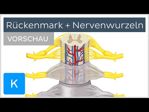 Rückenmark: Rückenmarkshäute und Nervenwurzeln (Vorschau) | Kenhub