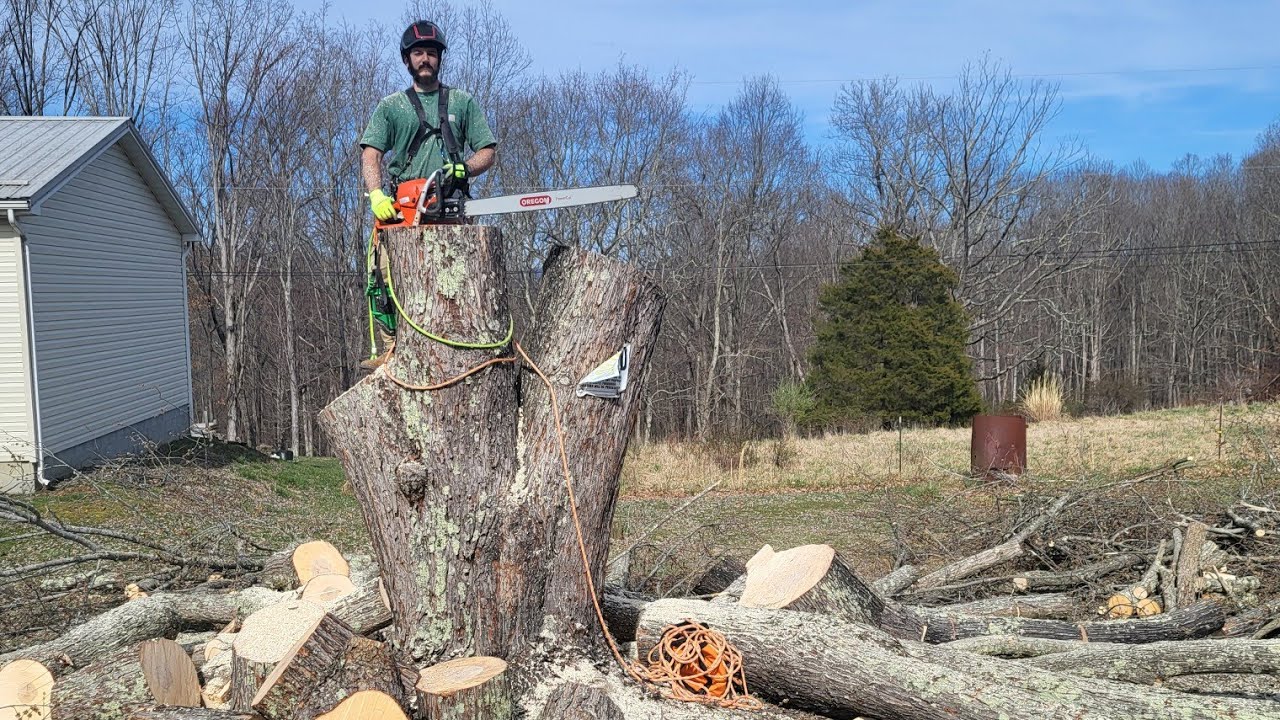 Big Silver Maple Removal - YouTube