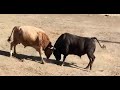 KOCA YUSUF 2021 MELO   TÜM GÜREŞLERİ  / KORRIDA BULLFIGHTING / BORBA BIKOVA / WRESTLING /