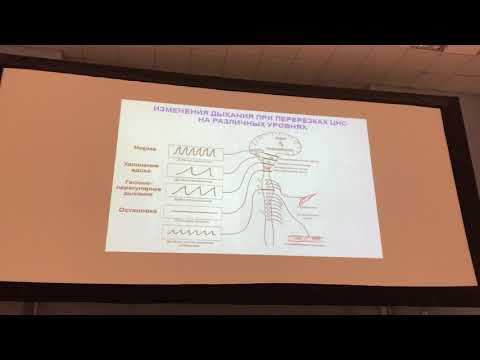 Регуляция дыхания. Лекция по физиологии