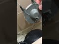Mira lo que encontramos. ¡Dos sapitos!