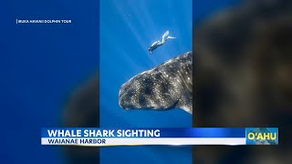 Massive whale shark swims near tour boat off Waianae Harbor