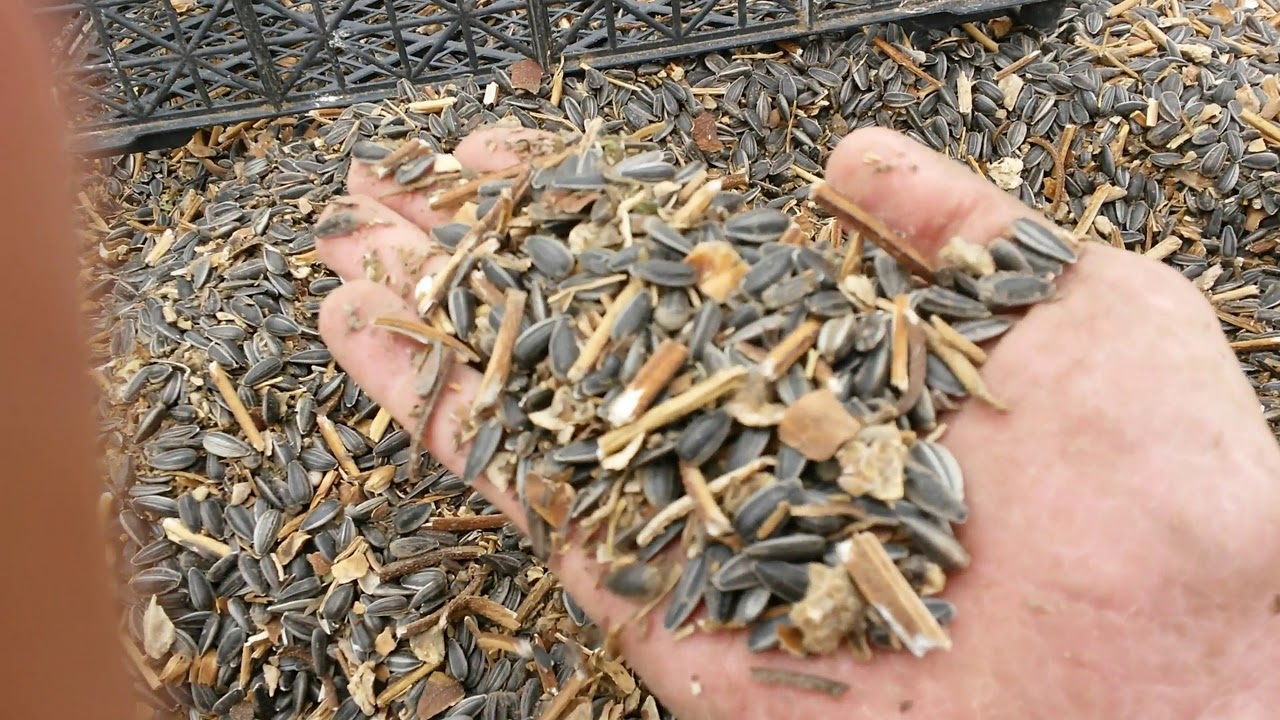 Бесплатные корма. Семечка. Но...нужно потрудится. - YouTube