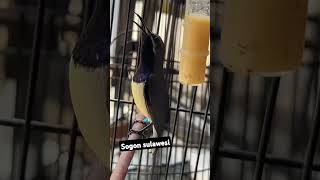 Download Lagu sogon sulawesi agak lain #trending #kicaumania #sogon #shortvideo MP3 Download Lagu sogon sulawesi agak lain #trending #kicaumania #sogon #shortvideo MP3