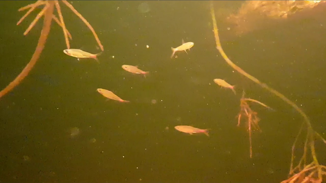 Brittanichthys myersi