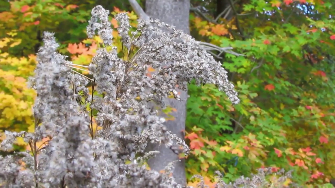 Calabogie Fall 2012 - YouTube