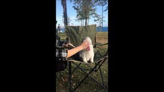 Cat Getting Cozy and Chilling While Getting Brushed Out as It Sits on a Chair