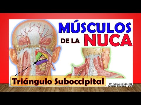 Video: ¿Dónde se encuentra la línea nucal?