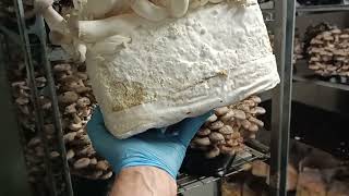 King oyster mushroom#kingoystermushroom