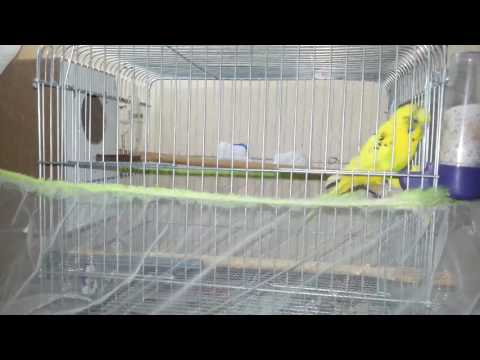 Muhabbet Kuşu Yuvalığını Ne Zaman Takmalıyım Budgerigars Parakeet Budgerigar