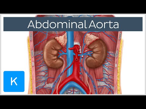 Abdominal Aorta - Branches and Anatomy - Human Anatomy | Kenhub