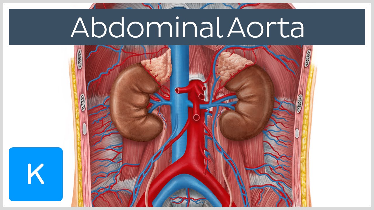 Abdominal Aorta - Branches And Anatomy