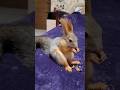Завтрак грецким орешком! 🤤 #squirrel #nuts #shorts #appetite #stocks #youtubeshorts #slurps