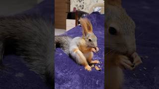 Завтрак грецким орешком! 🤤 #squirrel #nuts #shorts #appetite #stocks #youtubeshorts #slurps